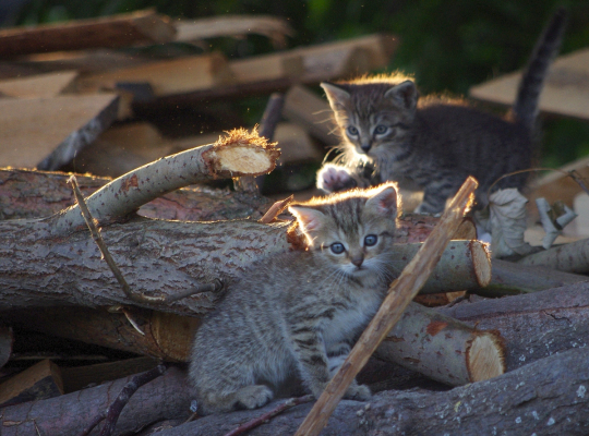 Koťata na dřevě.