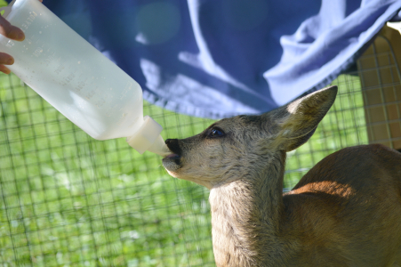 Krmen&iacute; srnčete