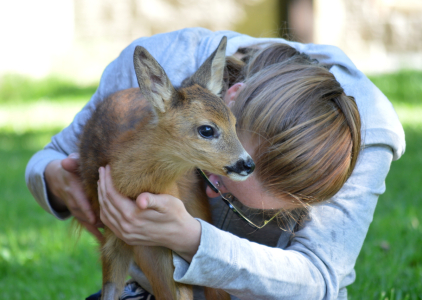 Pečov&aacute;n&iacute; o srnečka