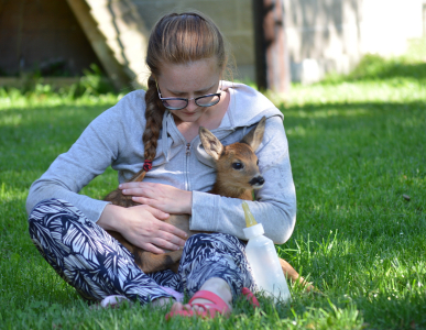 Pečov&aacute;n&iacute; o srnečka