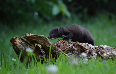 Zvědav&yacute; norek