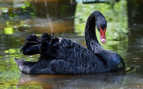 Čern&aacute; labuť