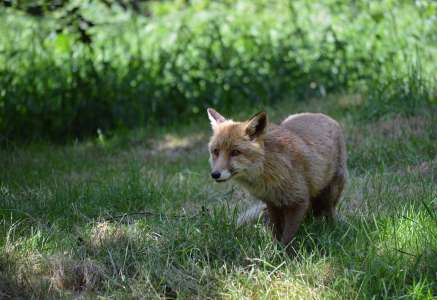 Li&scaron;&aacute;k Luk&aacute;&scaron;