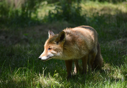 Li&scaron;&aacute;k Luk&aacute;&scaron;