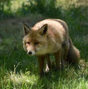 Li&scaron;&aacute;k Luk&aacute;&scaron;