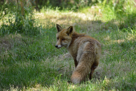 Li&scaron;&aacute;k Luk&aacute;&scaron;