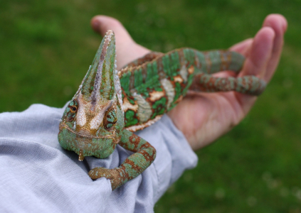 Cyril n&aacute;m vyrostl.