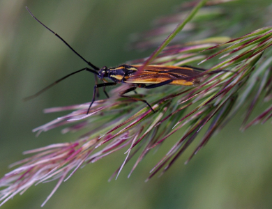 Divn&yacute; hmyz&aacute;k, nějak&aacute; plo&scaron;tice asi.