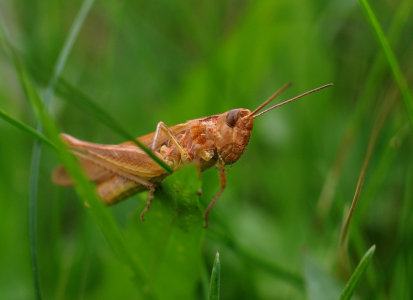 Kon&iacute;k lučn&iacute; v tr&aacute;vě.