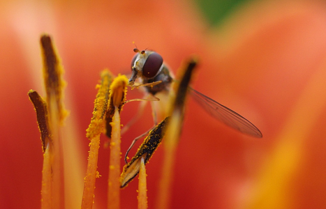 Mlsoun uvnitř květu.