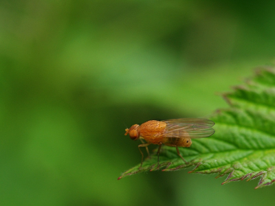 Mu&scaron;ka jenom zlat&aacute;.