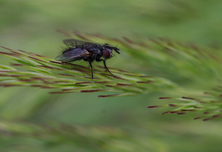 Ro&scaron;ť&aacute;k moucha na st&eacute;ble.