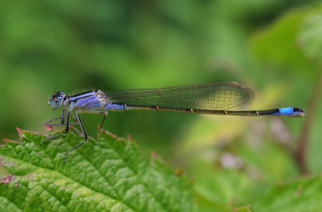 &Scaron;&iacute;dlo z na&scaron;&iacute; zahr&aacute;dky.