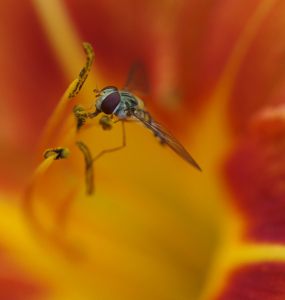 Vosička v květu kosatce.