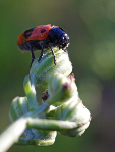 Vrbař uhlazen&yacute;.