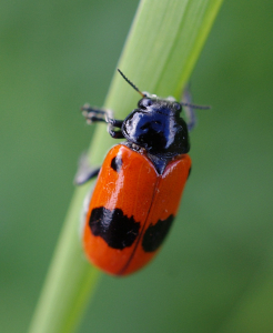 Vrbař uhlazen&yacute;, detail.
