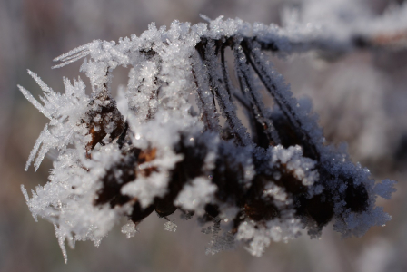 N&aacute;mraza na seschl&eacute;m soukvět&iacute;.
