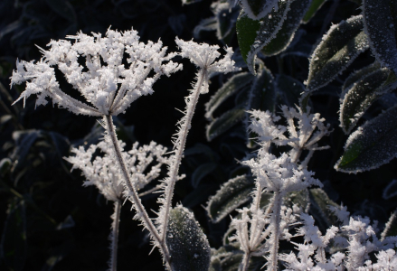 Namrzlo v tr&aacute;vě.