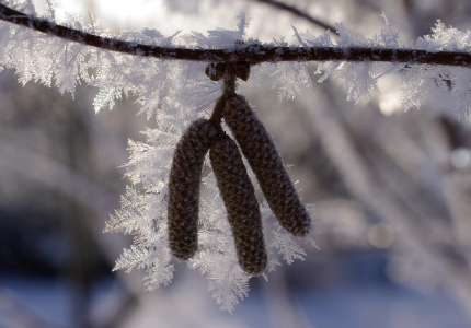 N&aacute;mraza a jehnědy.