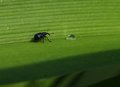 Nos&aacute;k a kaka.