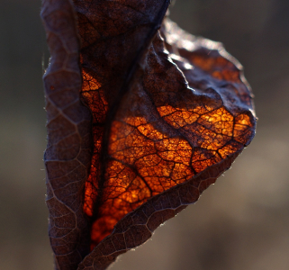 D&eacute;mant v listu.