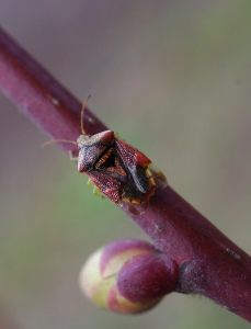 Detail plo&scaron;tice.