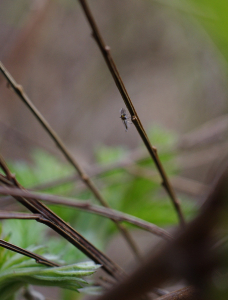 Osaměl&yacute; kom&aacute;r.