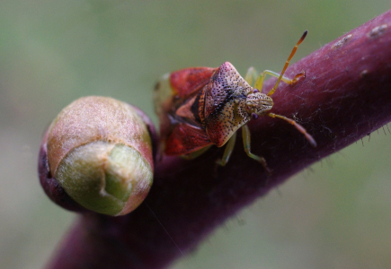 Plo&scaron;tice a pupen.