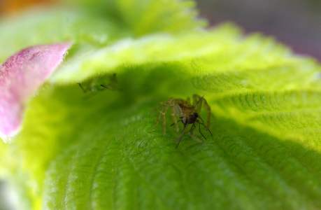 &Uacute;kryt pavoučka.