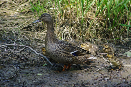 Kachna s ml&aacute;ďaty.