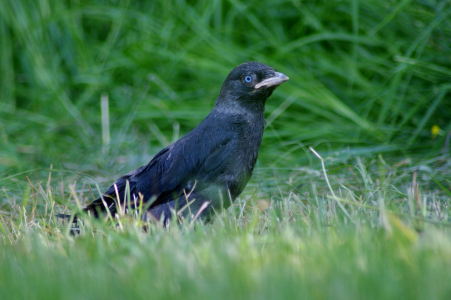 Kavka v tr&aacute;vě.
