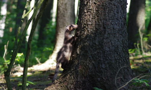 Kuna &scaron;plhaj&iacute;c&iacute;.