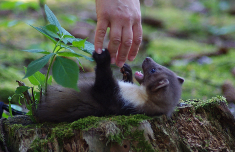 Kuna &uacute;toč&iacute;!