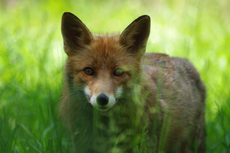 Li&scaron;&aacute;k.