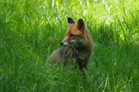 Li&scaron;&aacute;k.