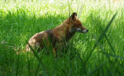 Li&scaron;&aacute;k Luk&aacute;&scaron;.