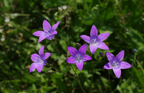 Lučn&iacute; zvonky.