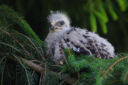 Ml&aacute;dě k&aacute;něte.
