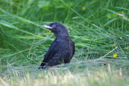 Ml&aacute;dě kavky.