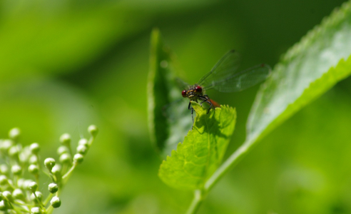 &Scaron;id&eacute;lko.