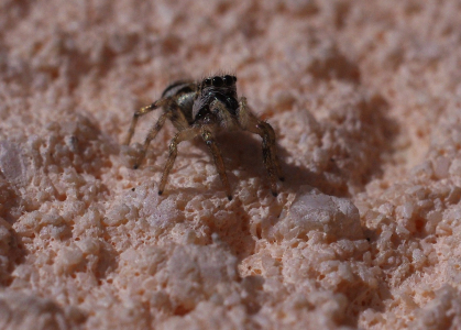 Sk&aacute;kavka na fas&aacute;dě.