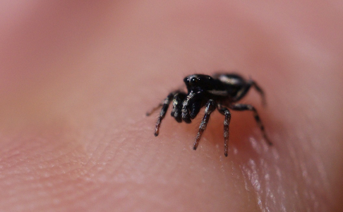 Sk&aacute;kavka na m&eacute; dlani.