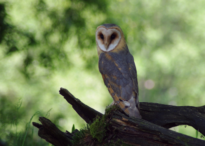 Sova p&aacute;len&aacute;.