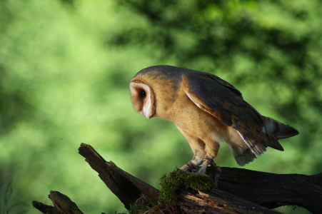 Sova p&aacute;len&aacute;.