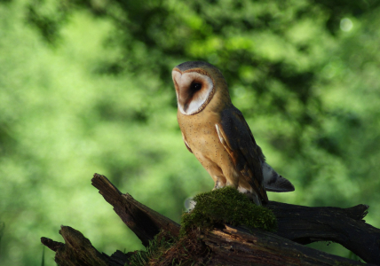 Sova p&aacute;len&aacute; ve světle.