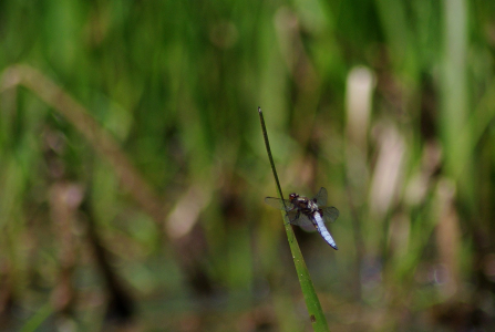 V&aacute;žka černořitn&iacute;.