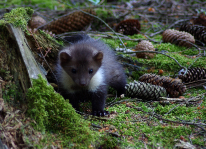Zvědav&aacute; kuna.