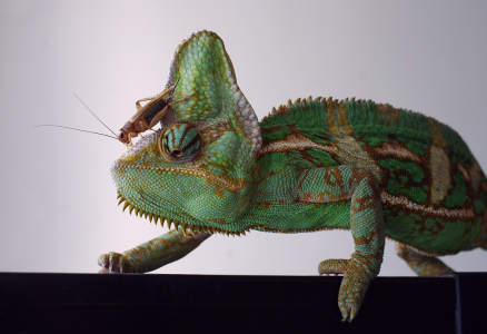 Chamele&oacute;n Cyril se cvrčkem na hlavě.