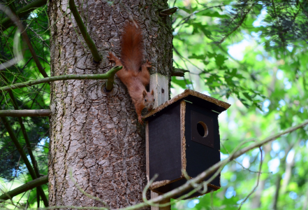 Dal&scaron;&iacute; veverka, zvědav&aacute;.