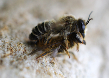 P&aacute;ř&iacute;c&iacute; se Malt&aacute;řky.